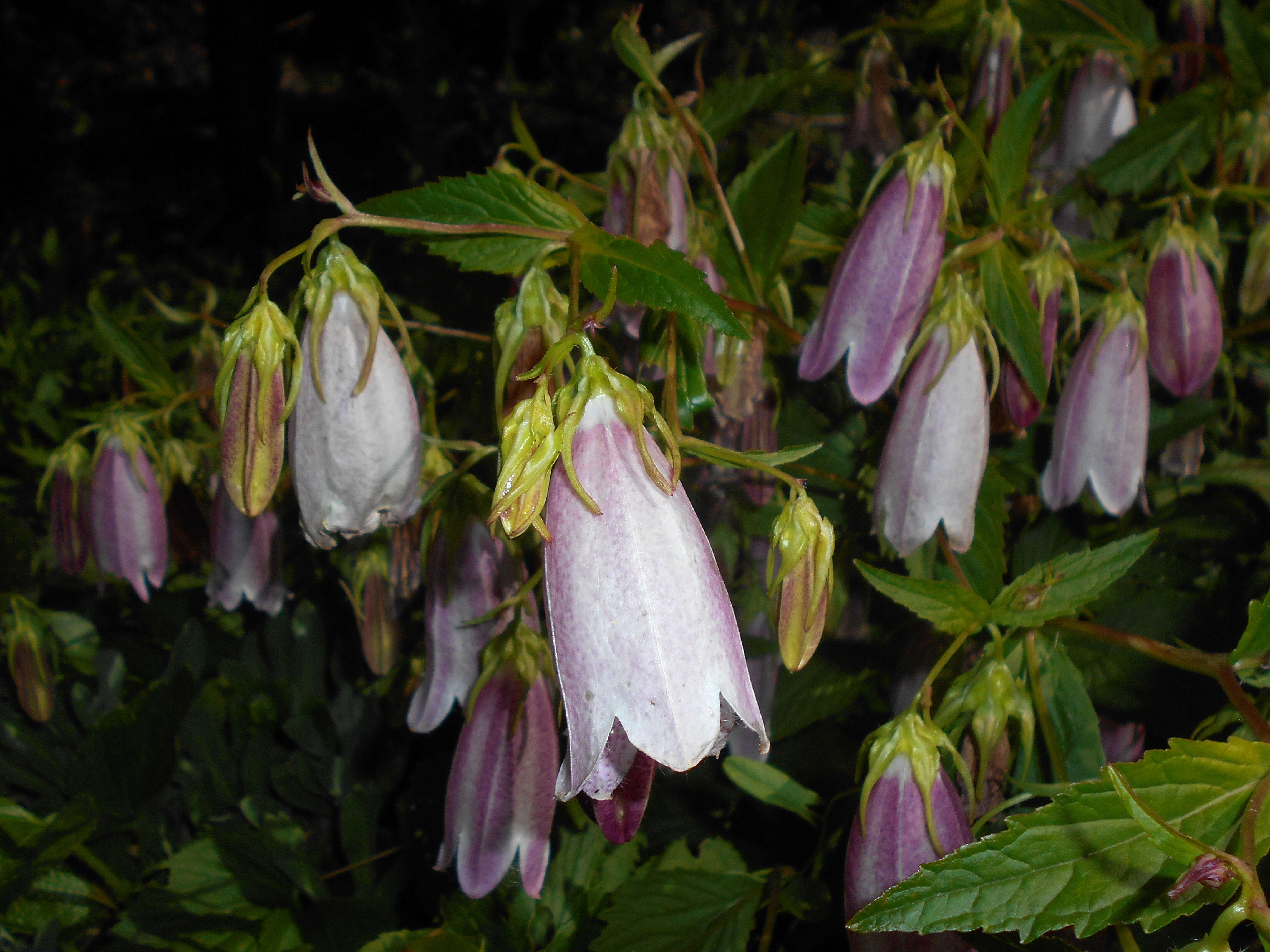 Image of Campanula punctata var. punctata