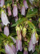 Image of Campanula punctata var. punctata