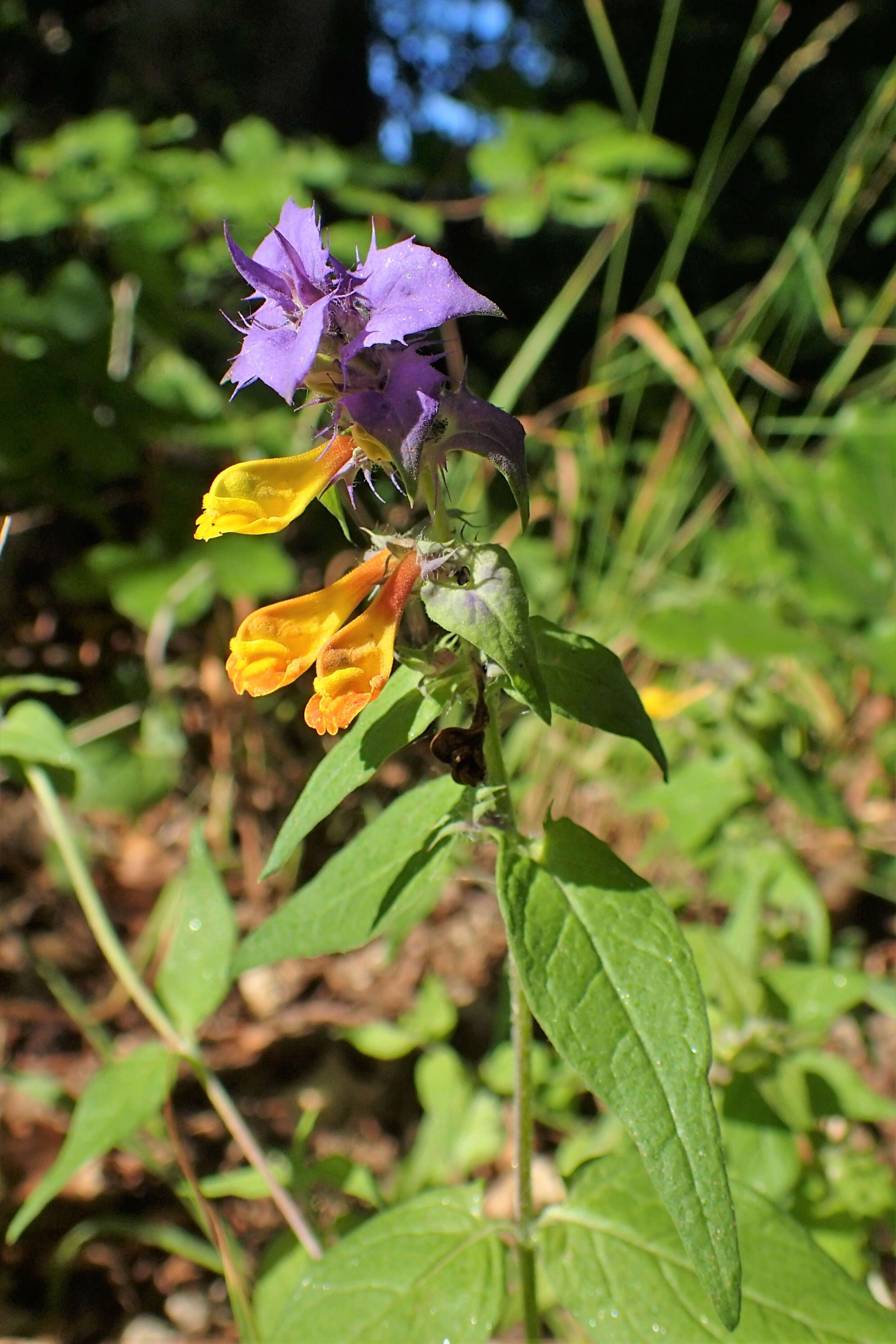 Слика од Melampyrum nemorosum L.