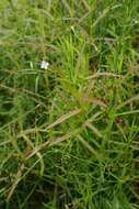 Image of Marsh Speedwell