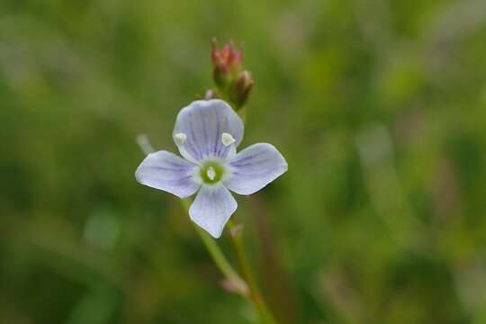 Image of Marsh Speedwell