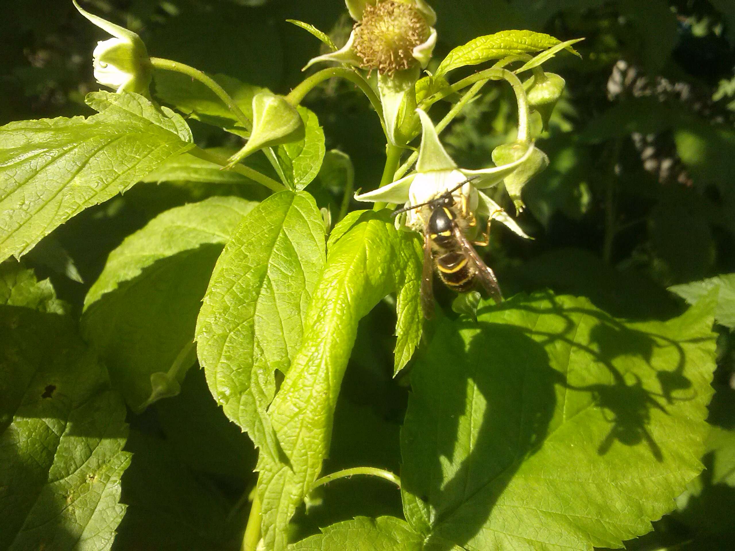 Image of Common wasp