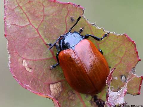 Image of Chrysomela populi