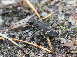 Image of Heath tiger beetle