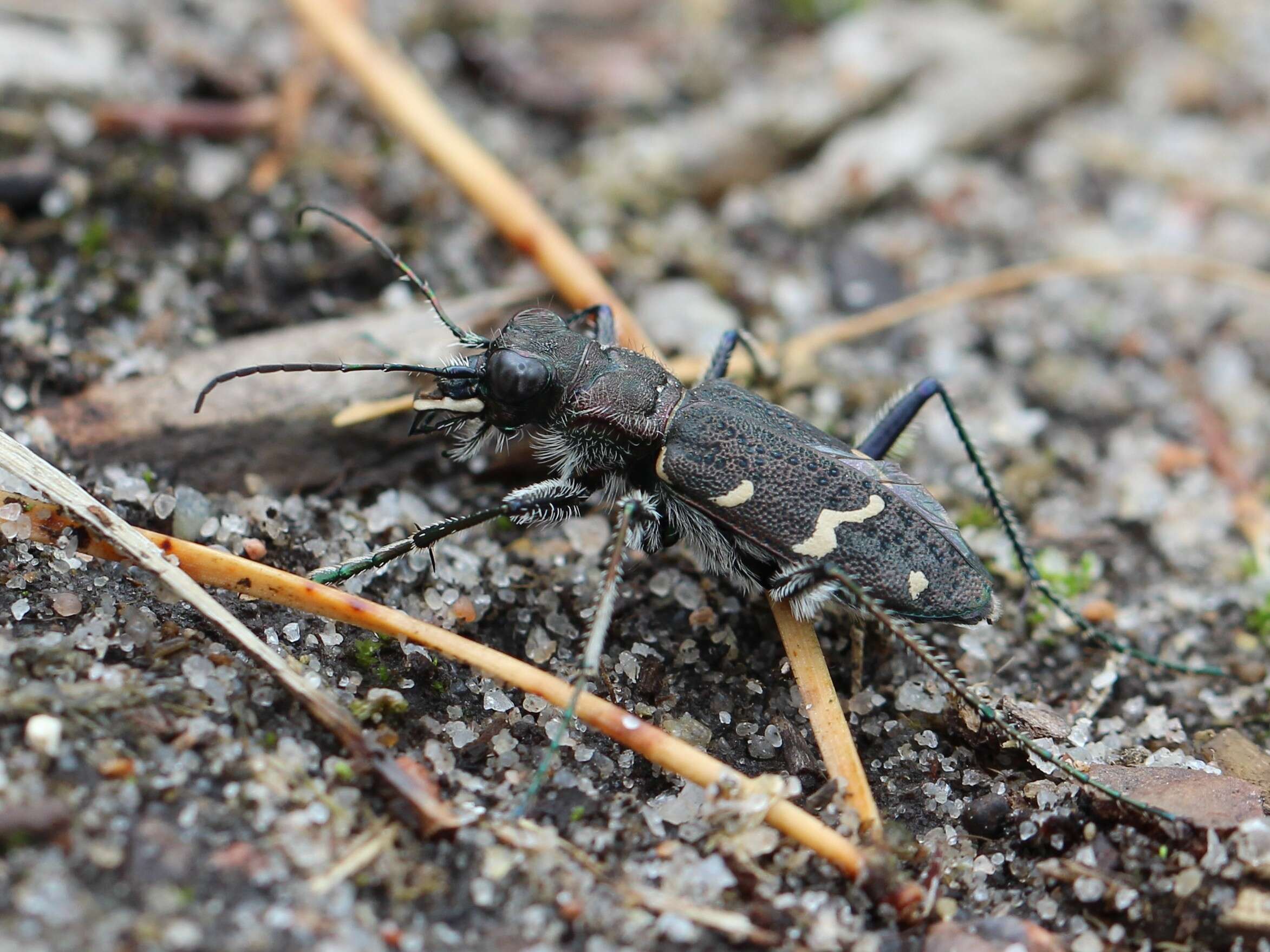 Image of Heath tiger beetle