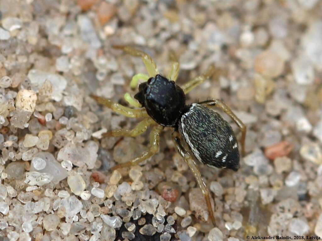 Image of Heliophanus cupreus (Walckenaer 1802)