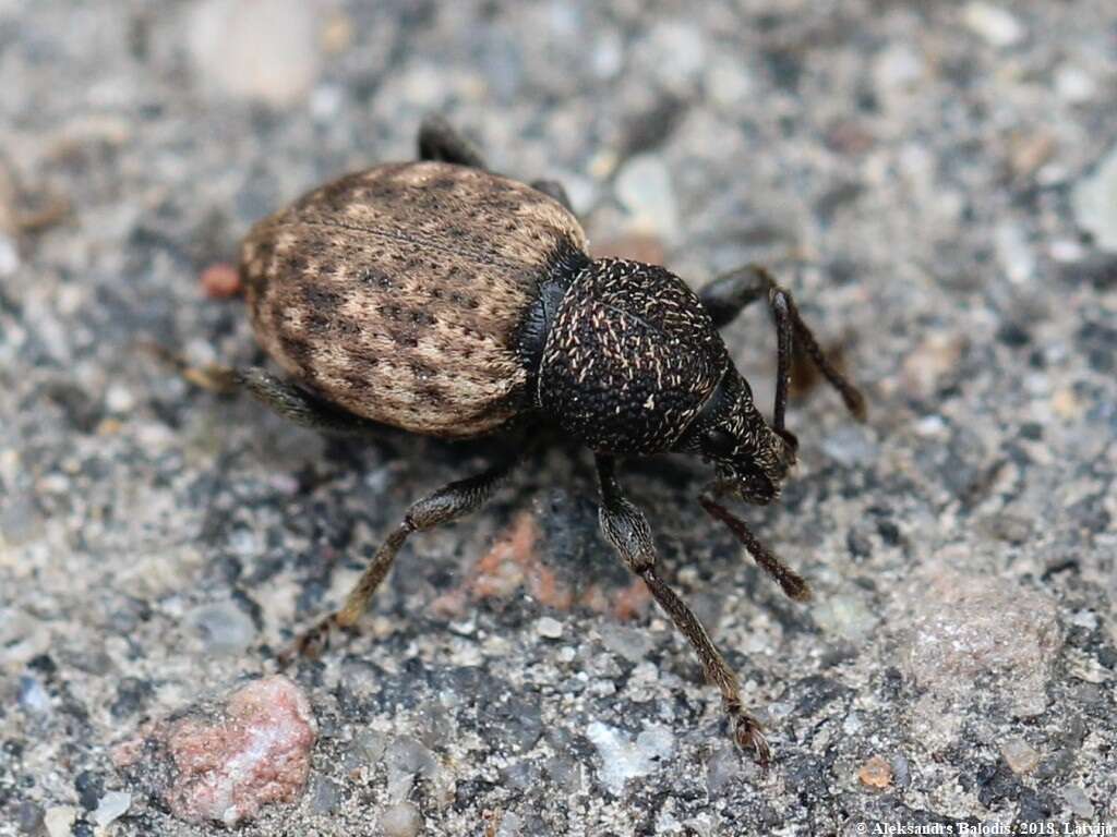 Image de Otiorhynchus (Choilisanus) raucus (Fabricius 1777)