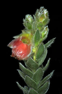 Image of Marsh Rose