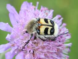 Image of Bee beetle