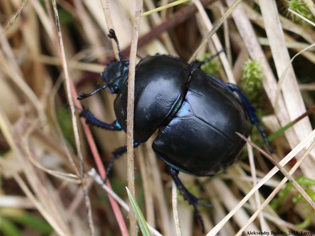 Слика од Geotrupes vernalis