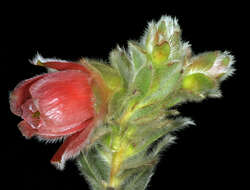Image of Marsh Rose