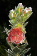 Image of Marsh Rose