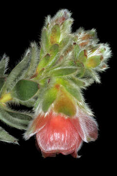 Image of Marsh Rose