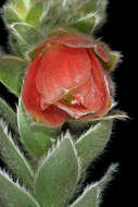 Image of Marsh Rose