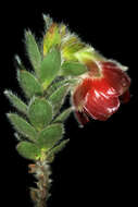 Image of Marsh Rose