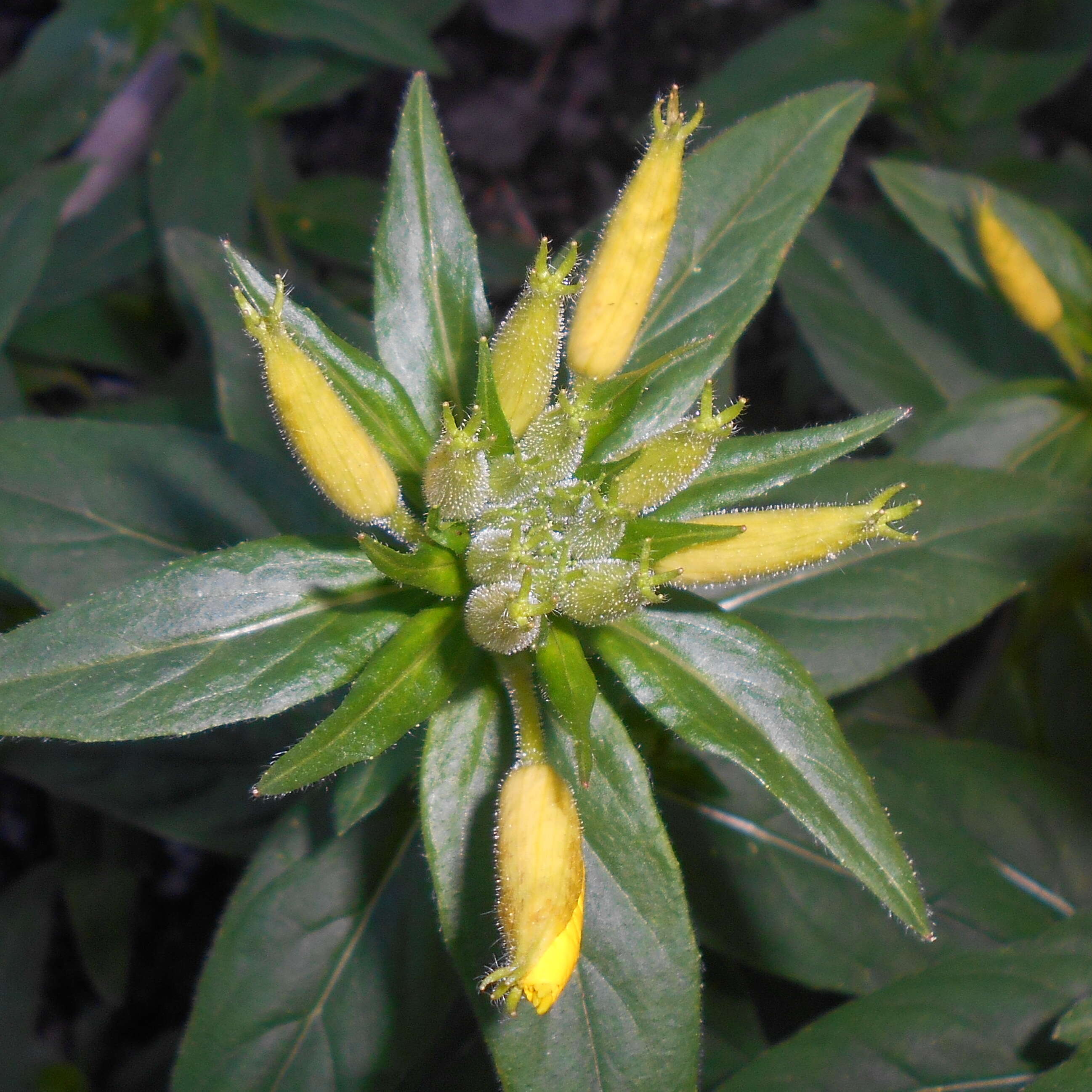 Imagem de Oenothera fruticosa L.