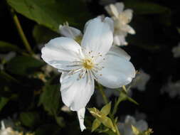 Image of sweet mock orange