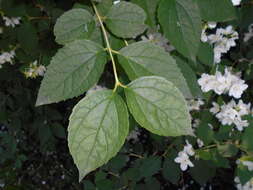 Image of sweet mock orange