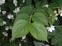 Image of sweet mock orange