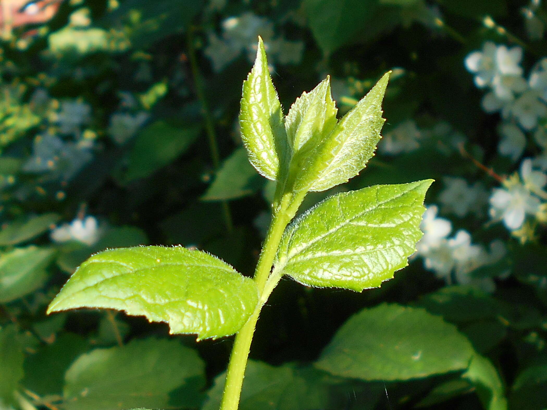 Image of sweet mock orange