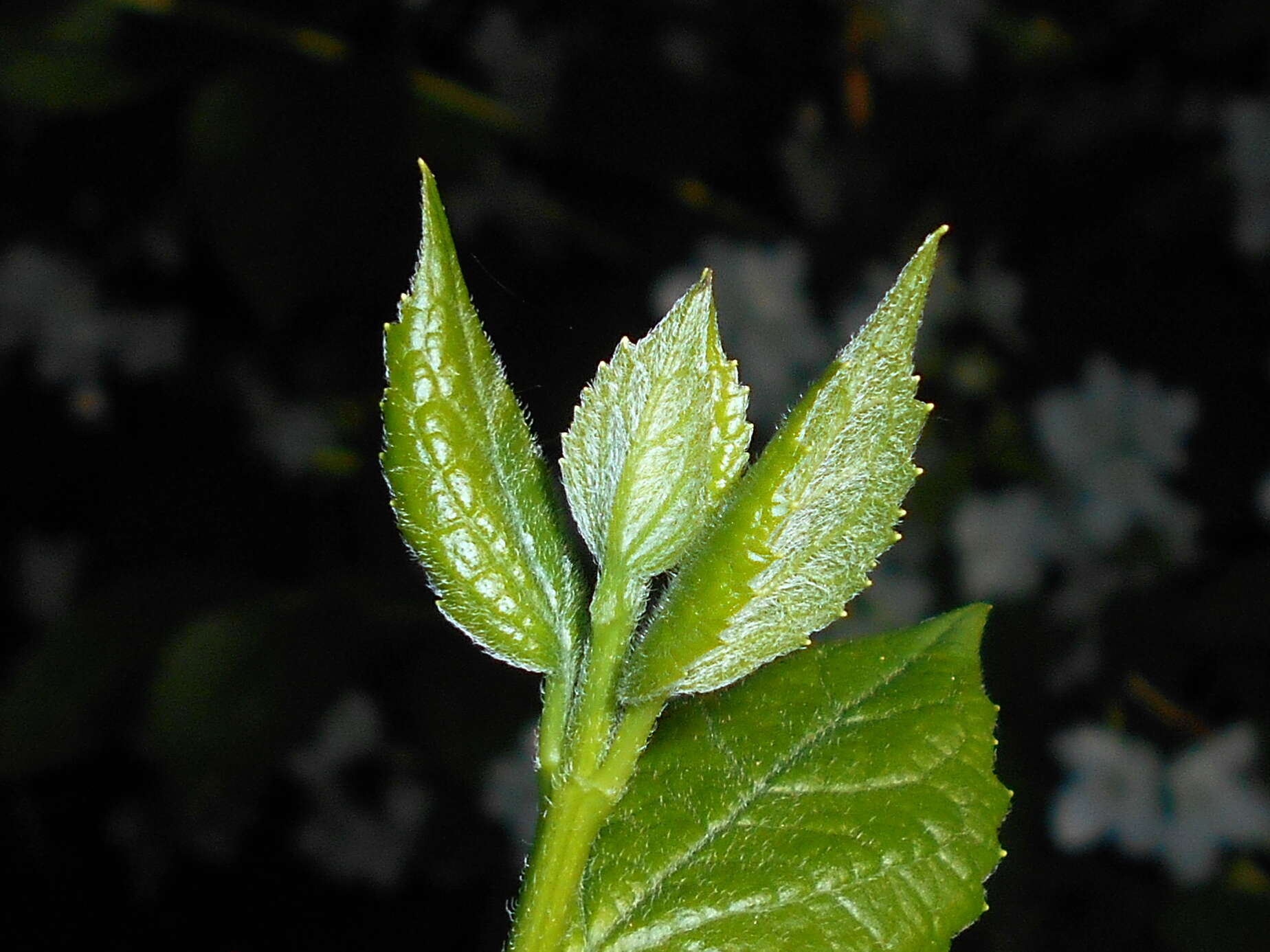 Image of sweet mock orange