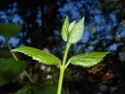 Image of sweet mock orange