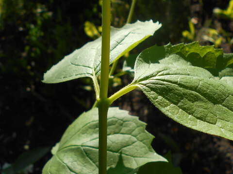 Image of sweet mock orange