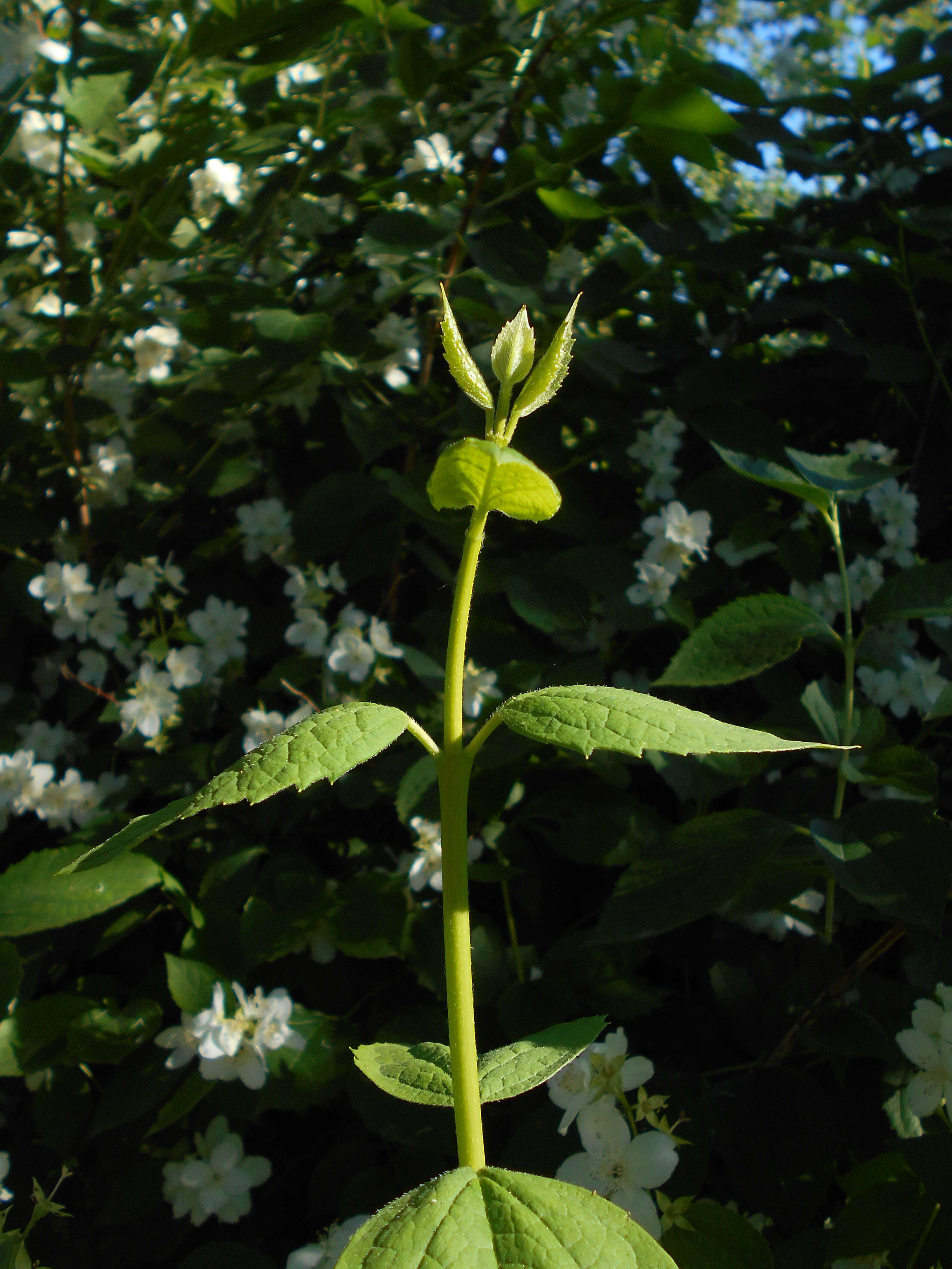 Plancia ëd Philadelphus coronarius L.