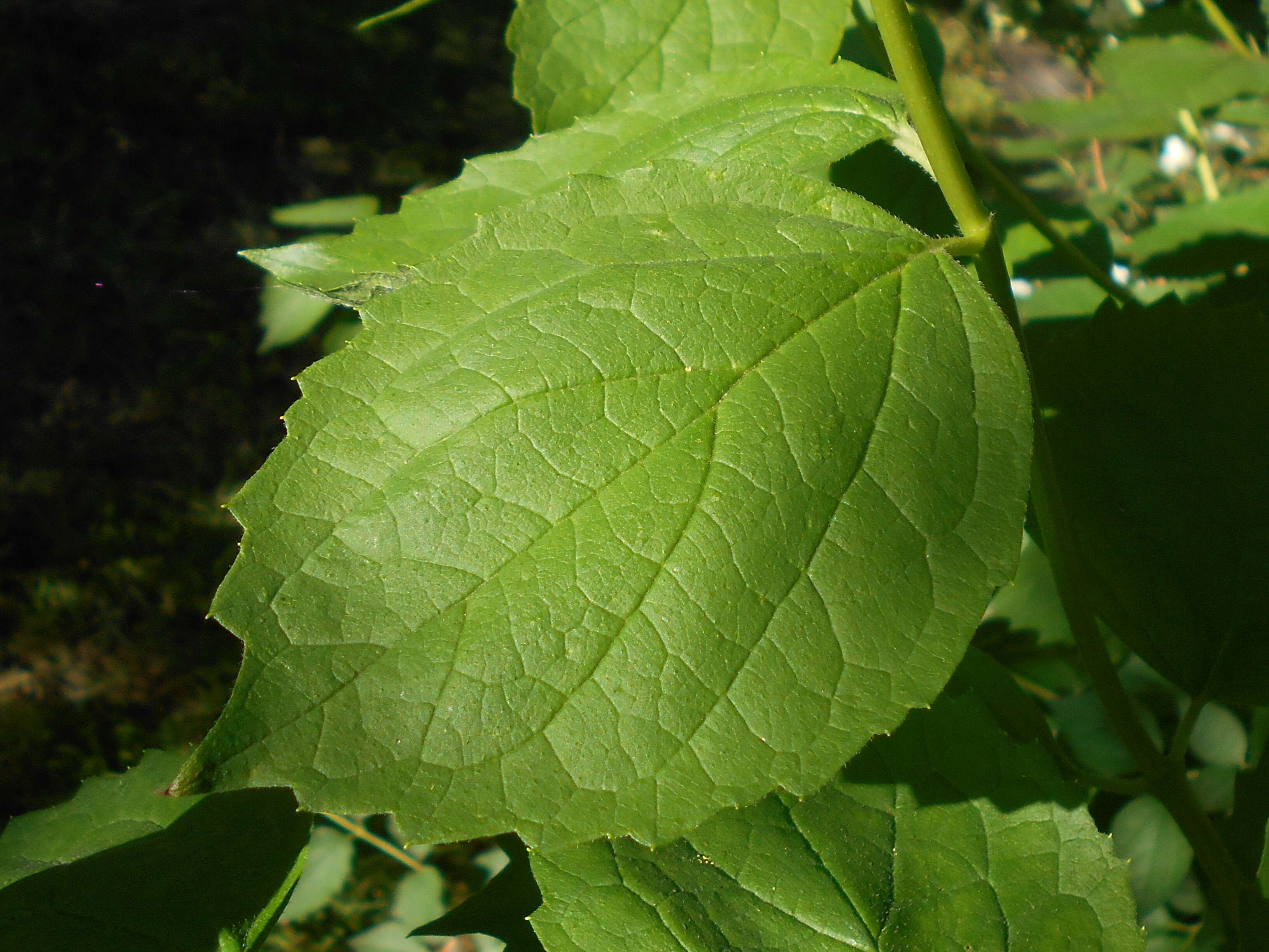 Image of sweet mock orange