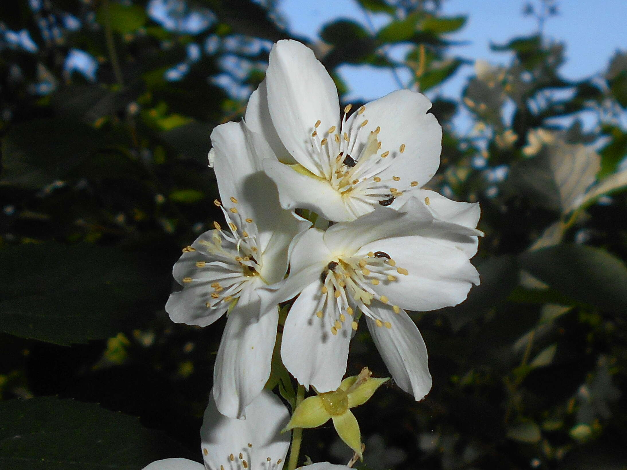 Image of sweet mock orange