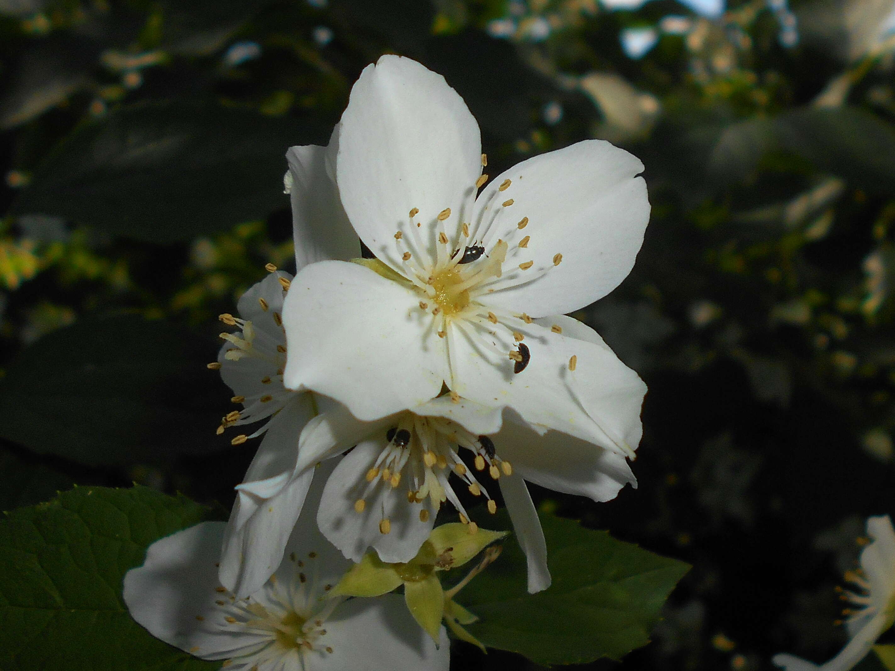 Plancia ëd Philadelphus coronarius L.