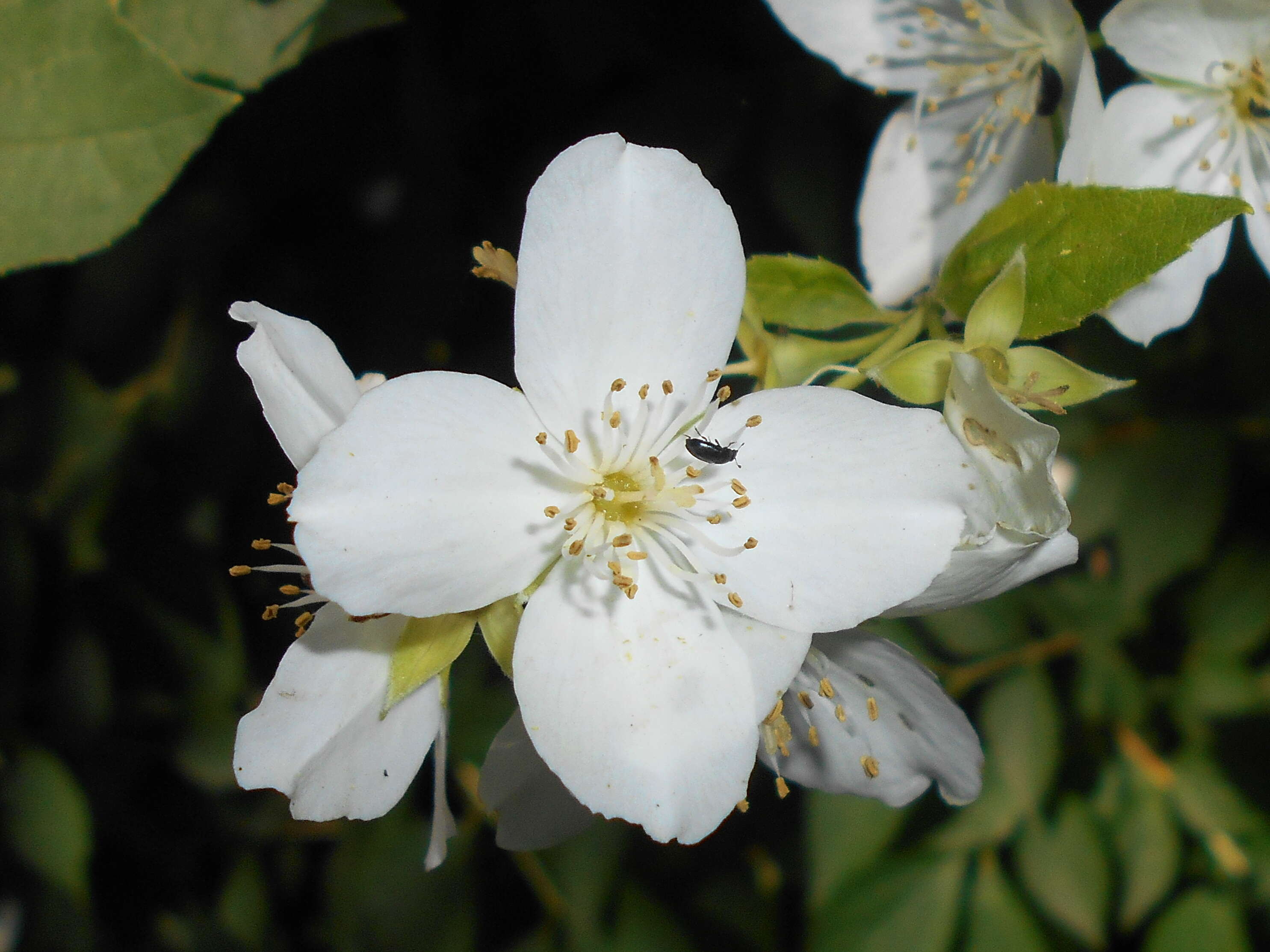 Plancia ëd Philadelphus coronarius L.