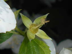 Image of sweet mock orange