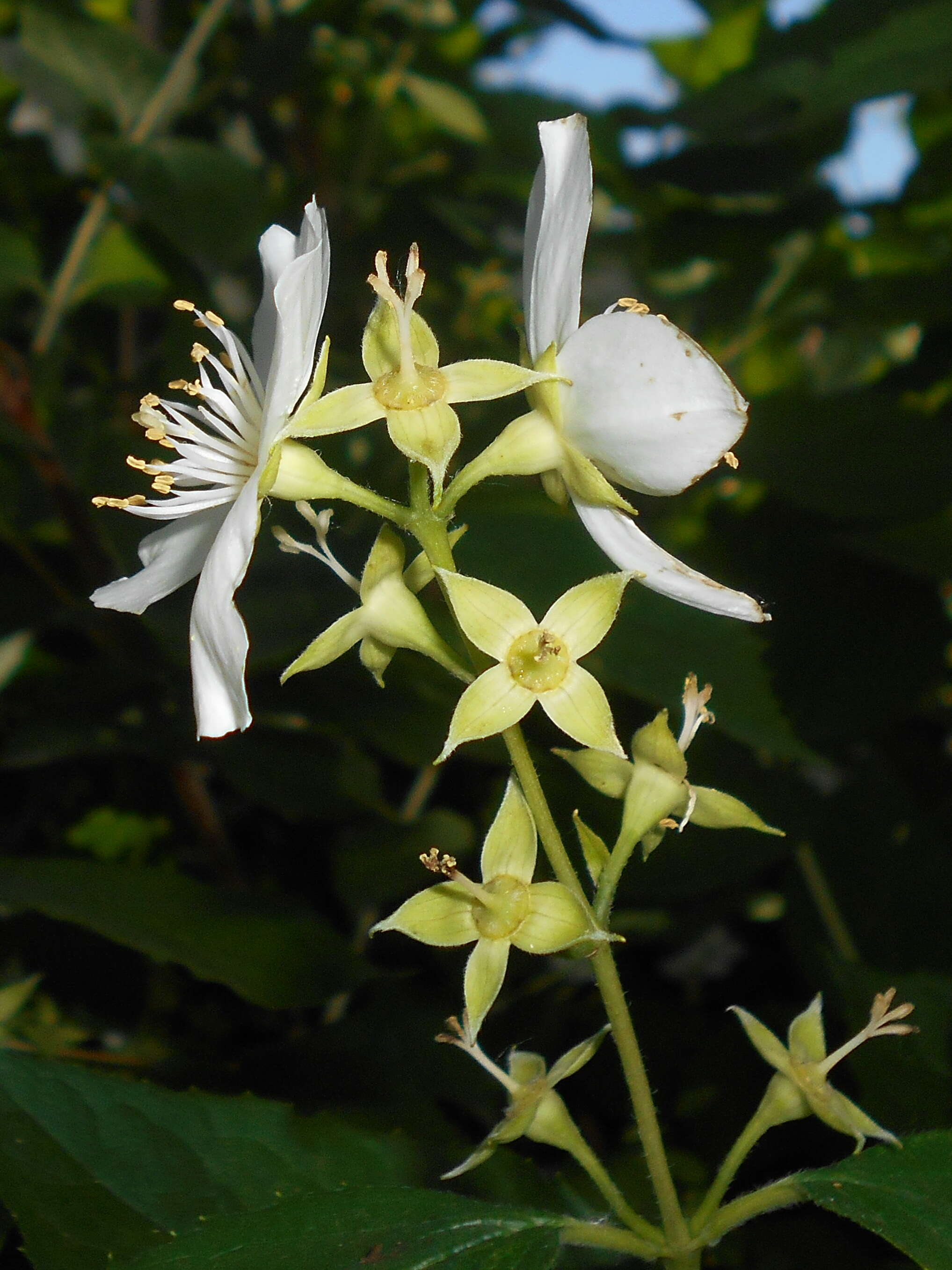 Image of sweet mock orange