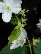 Imagem de Philadelphus coronarius L.