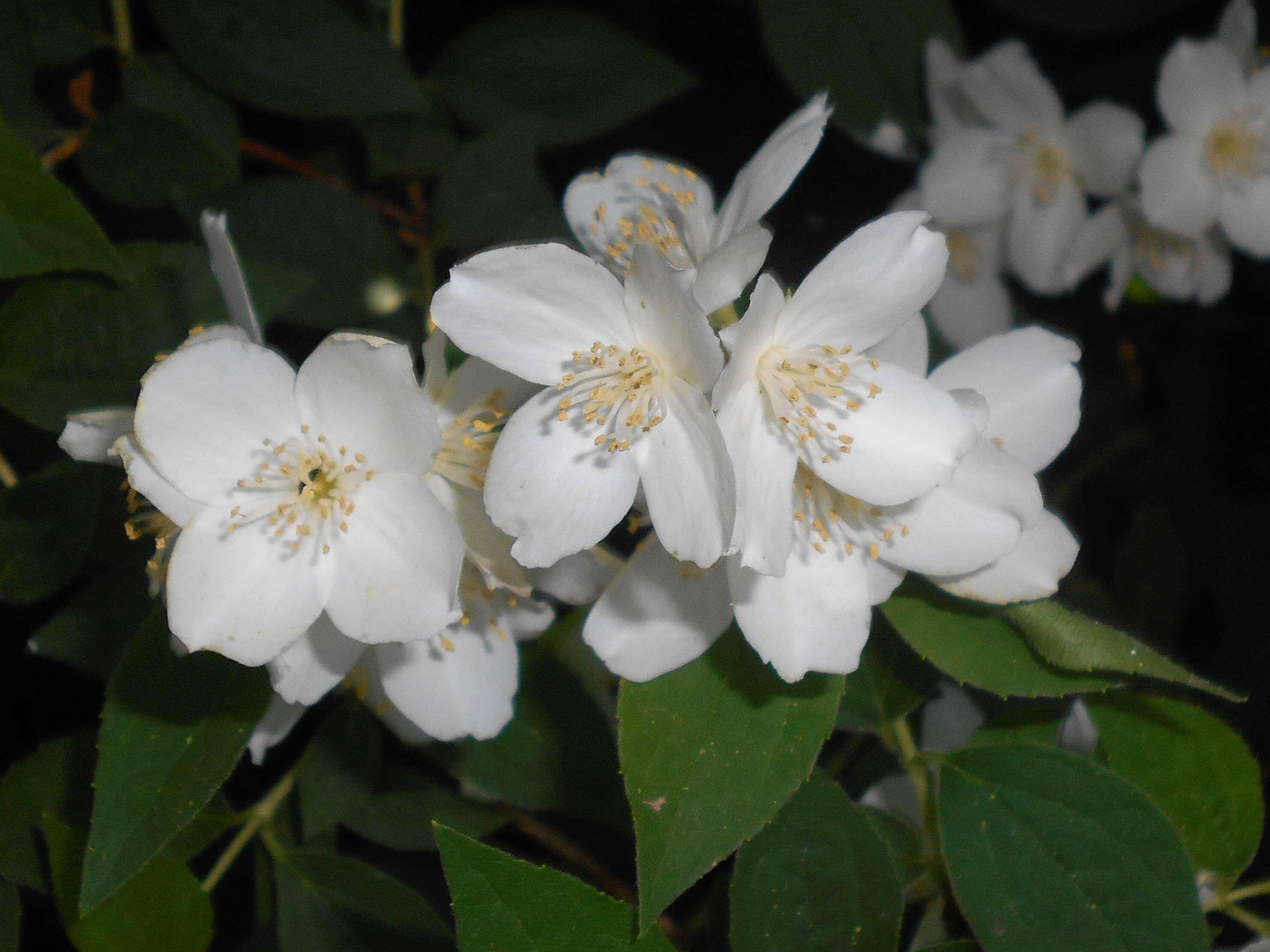 Image of sweet mock orange