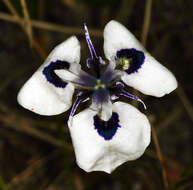 Image of Peacock moraea