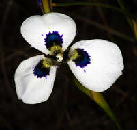 Image of Cape tulip