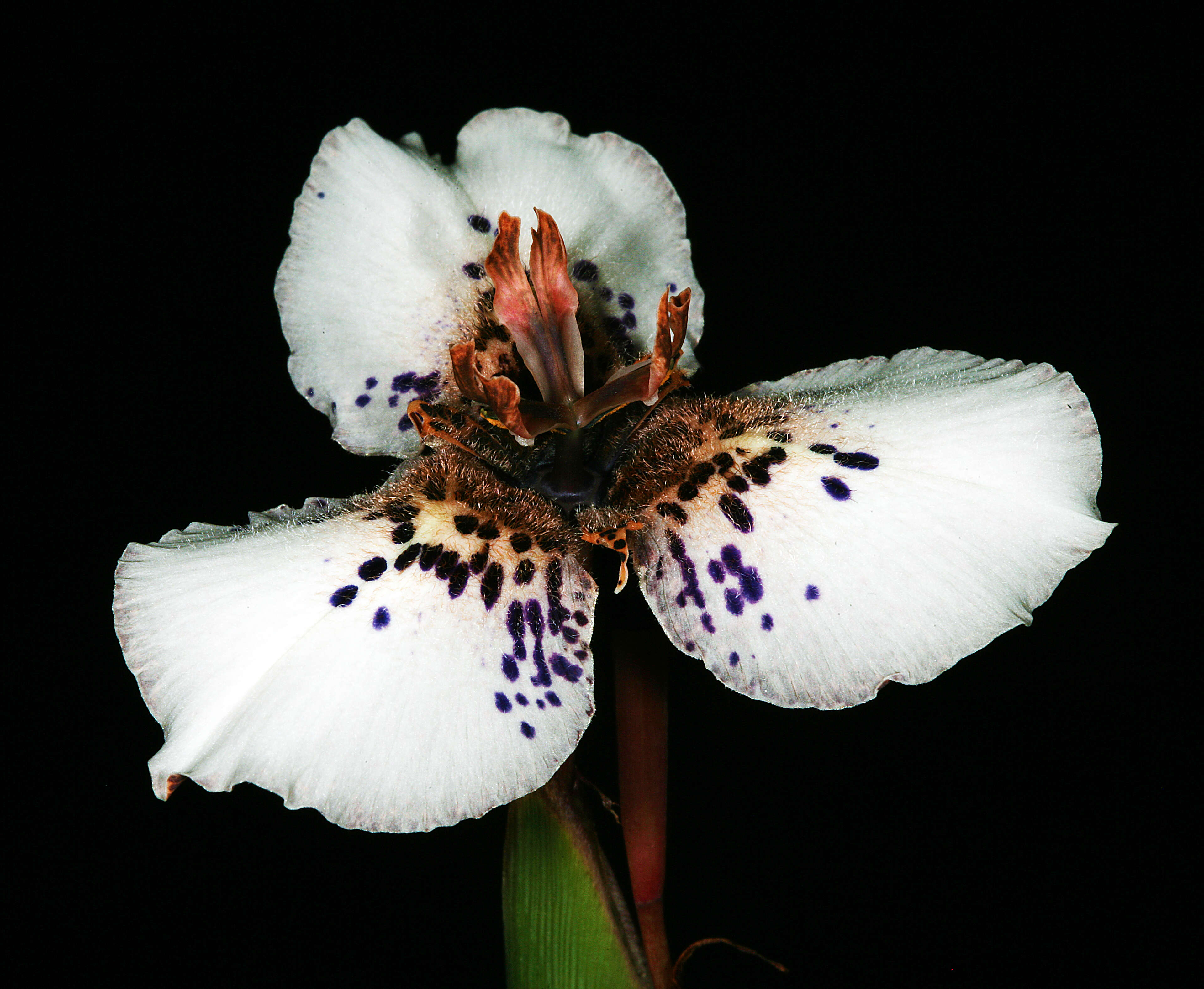 Image of Cape tulip