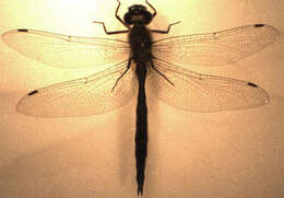 Image of Ranger Dragonfly