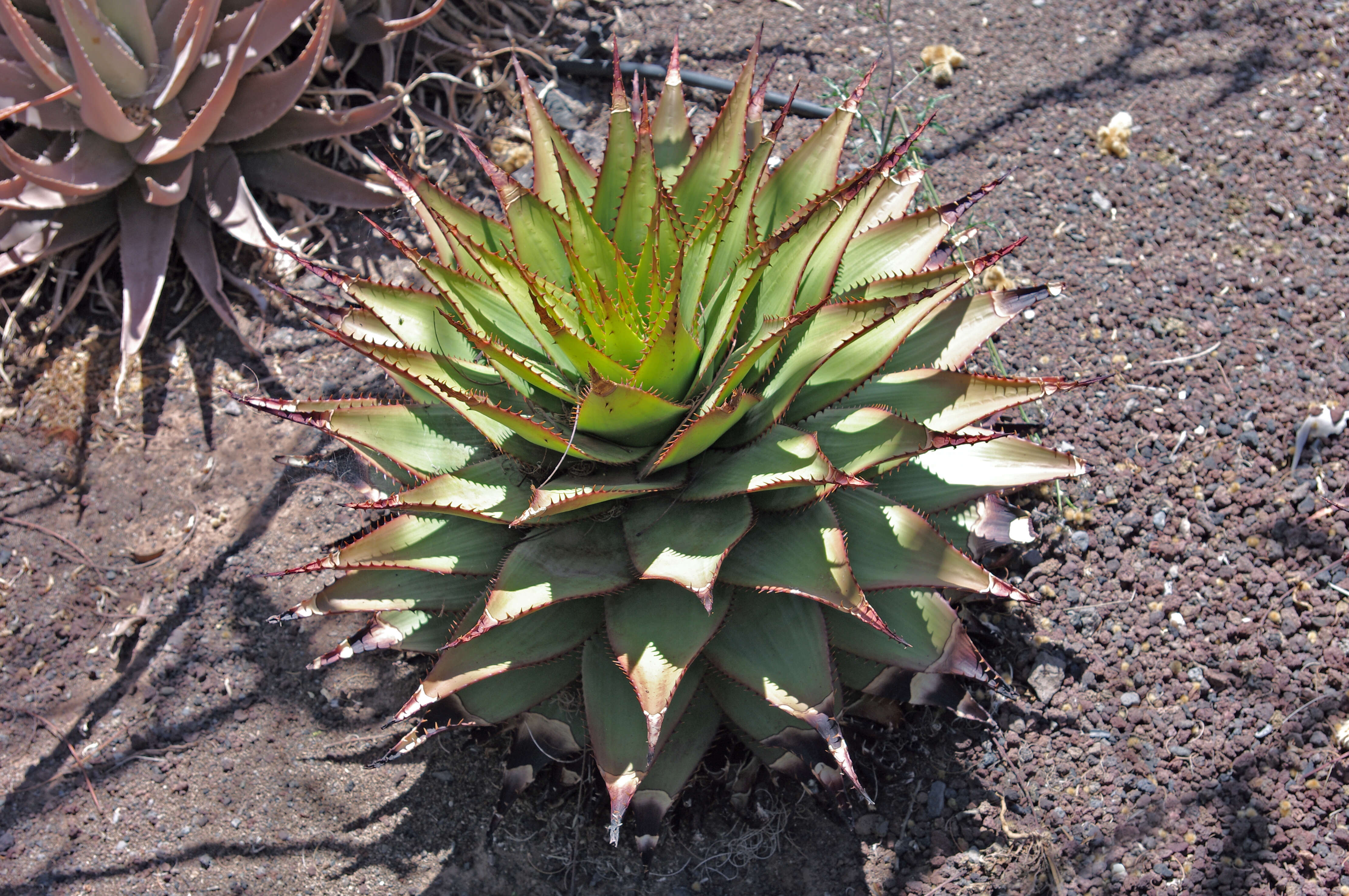 Aloe broomii Schönland resmi