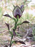 Image of Bonnet orchid