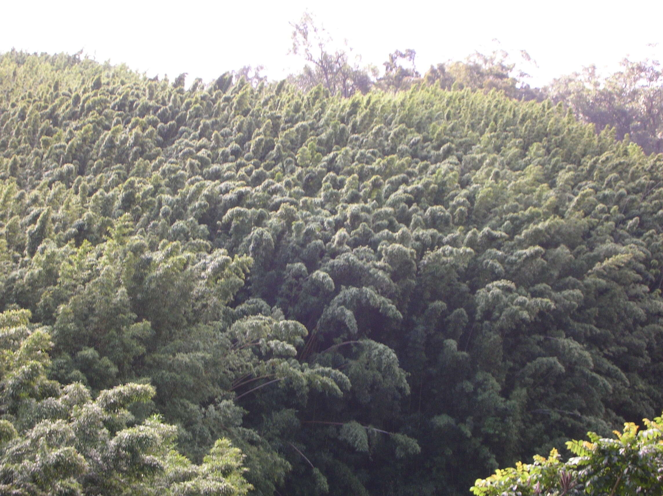 Image of black bamboo