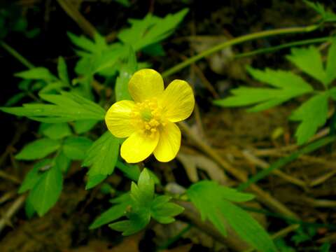 Ranunculus hispidus Michx.的圖片