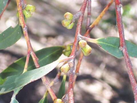 Image of Eucalyptus triflora (Maiden) Blakely