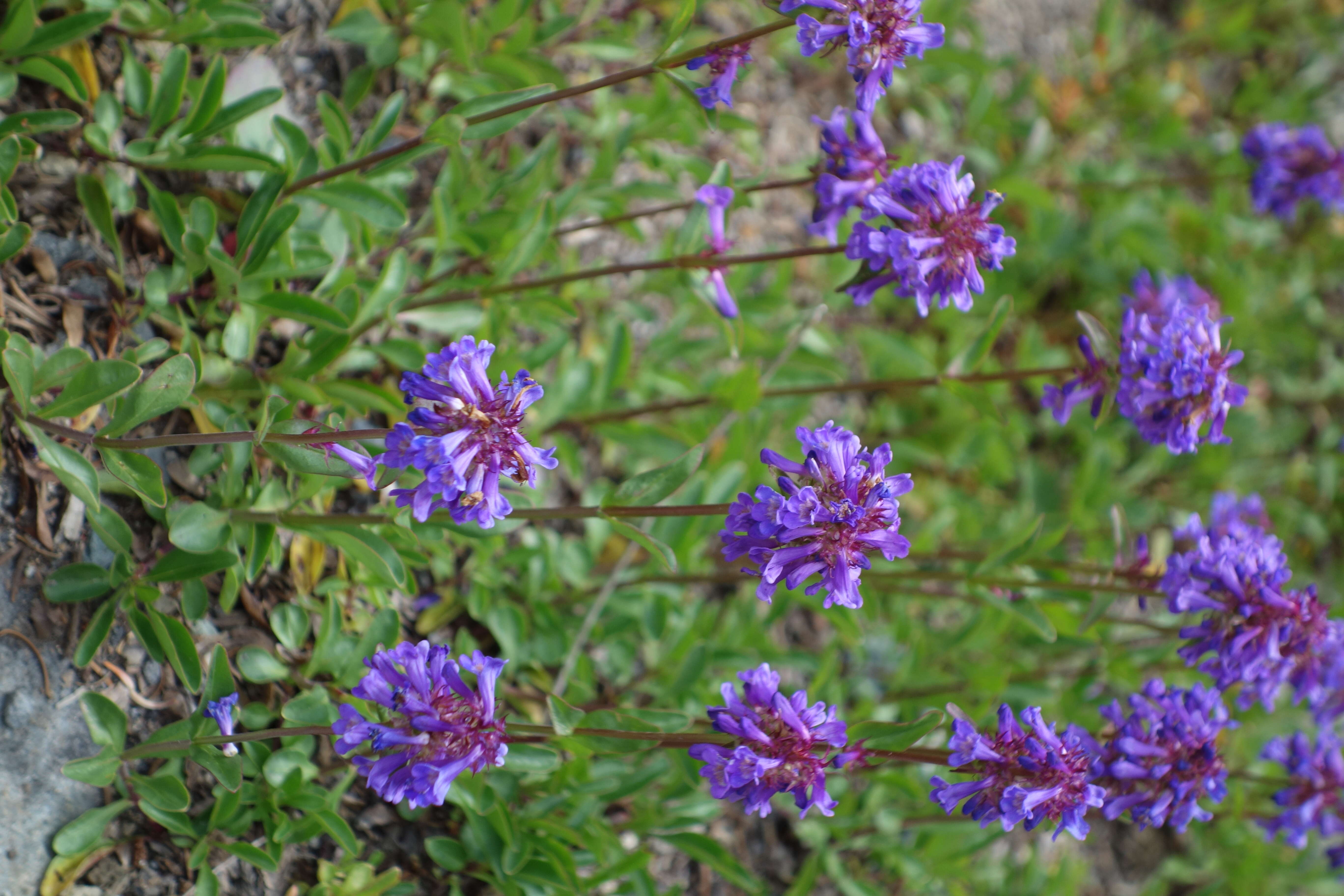 Image of littleflower penstemon