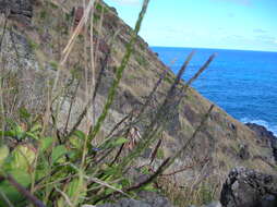 Image of light-blue snakeweed