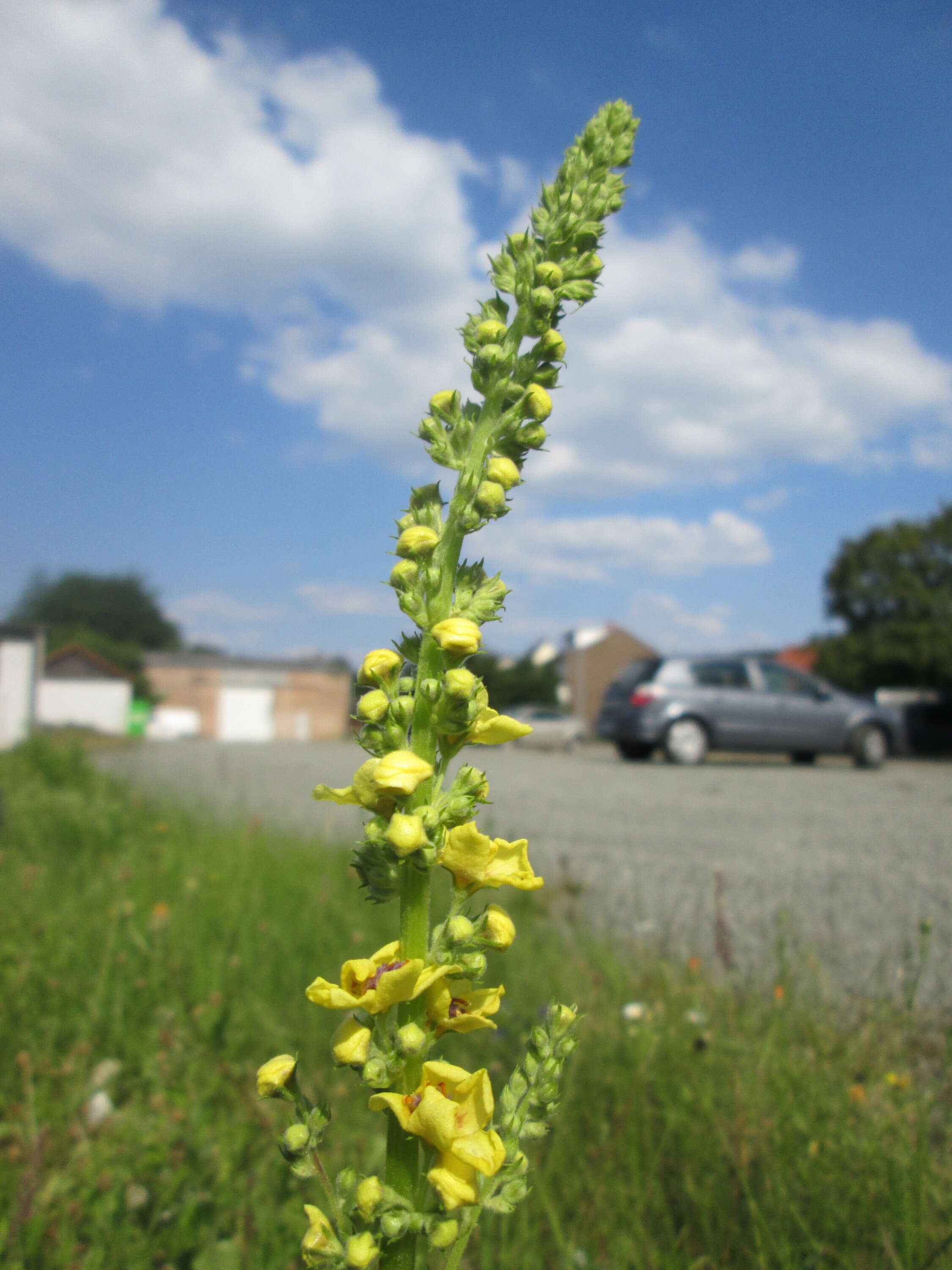 Verbascum nigrum L. resmi