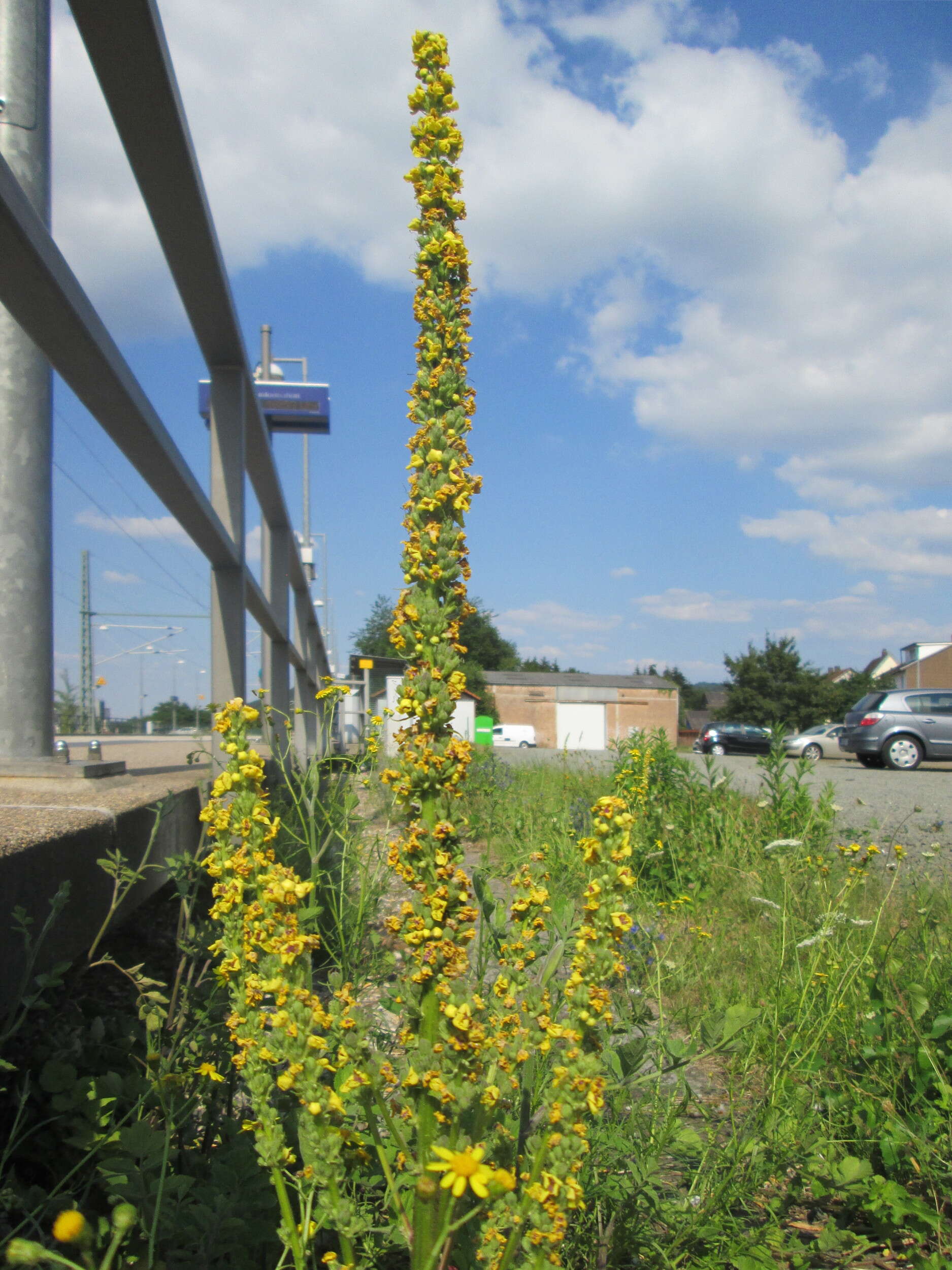 Verbascum nigrum L. resmi