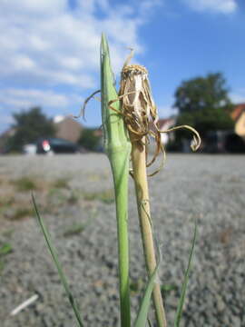 Image of yellow salsify